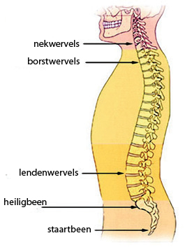 wervelkolom